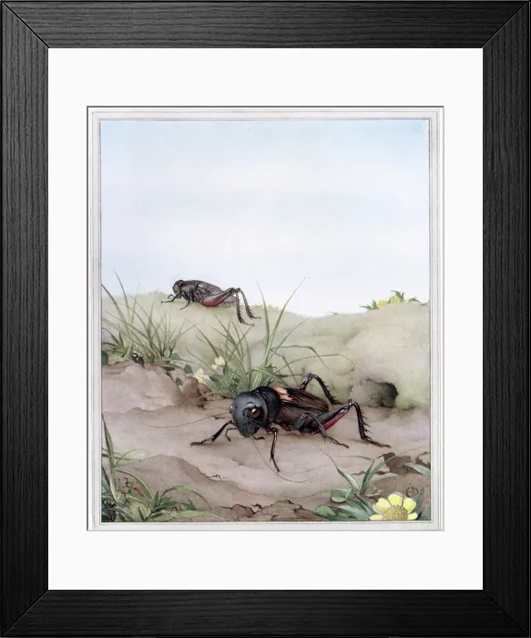 Framed Print : Crickets From Fabre's Book Of Insects Framed Print : Crickets From Fabre's Book Of Insects