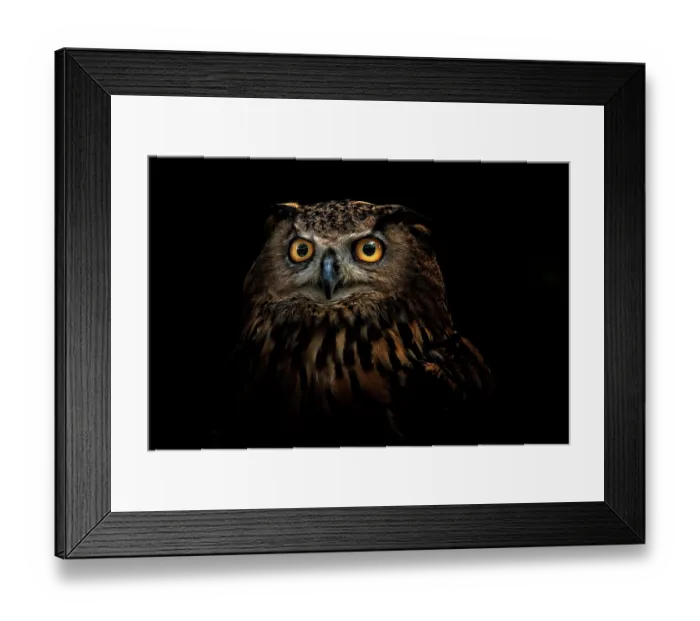 Framed Print : owl Framed Print : owl