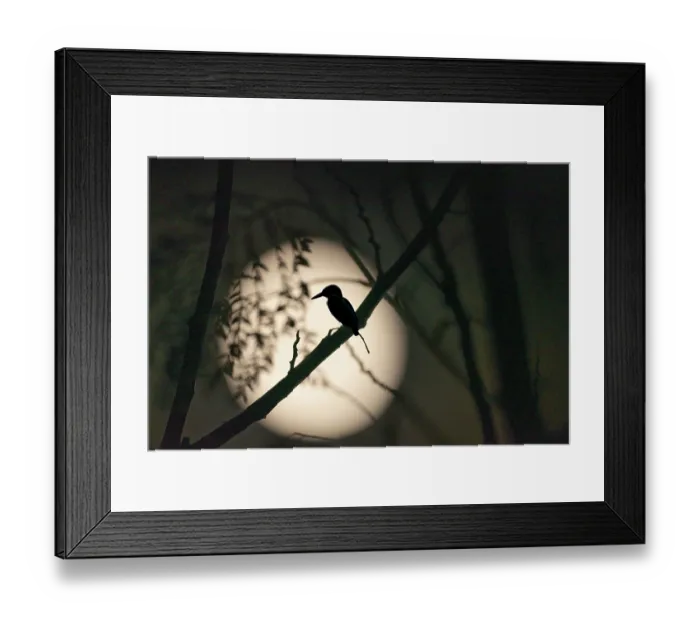Framed Print : Silhouette Bird On Twig Against Full Moon At Night Framed Print : Silhouette Bird On Twig Against Full Moon At Night