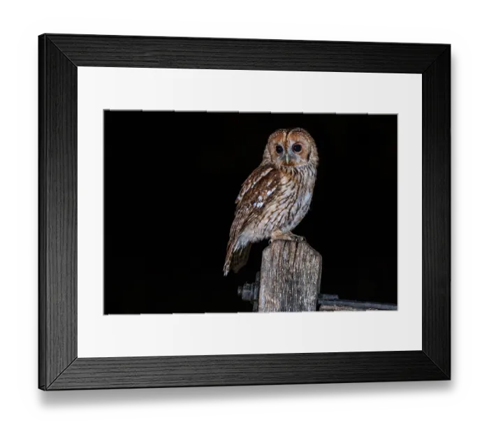 Framed Print : Tawny owl. Taken at night with two flash units Framed Print : Tawny owl. Taken at night with two flash units
