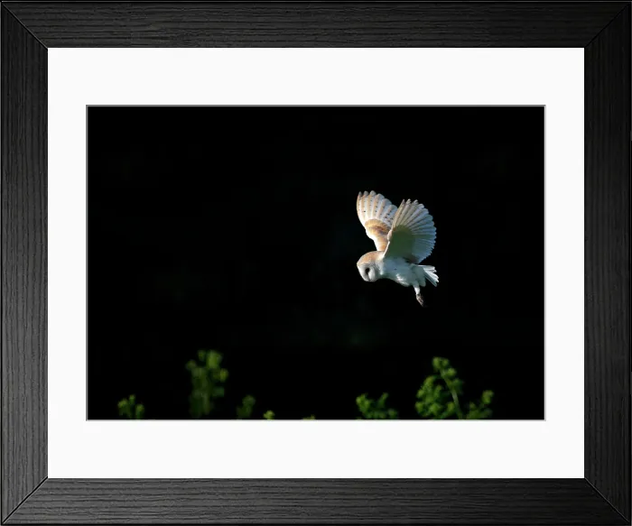 Framed Print : Barn Owl Hunting