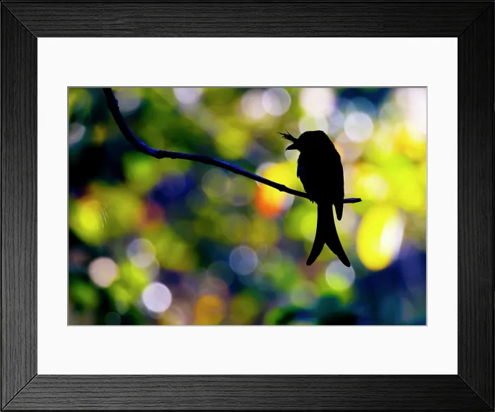 Framed Print : Silhouette of a Drongo at Dusk Framed Print : Silhouette of a Drongo at Dusk