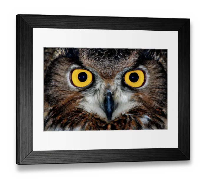 Framed Print : Eagle owl eyes Framed Print : Eagle owl eyes
