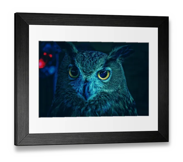 Framed Print : Blue Owl Framed Print : Blue Owl