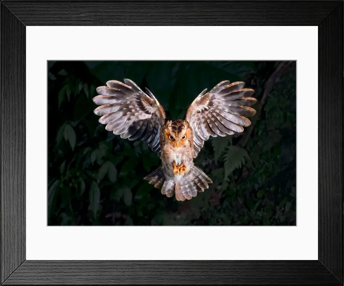 Framed Print : A flying Otus Spilocephalus Framed Print : A flying Otus Spilocephalus