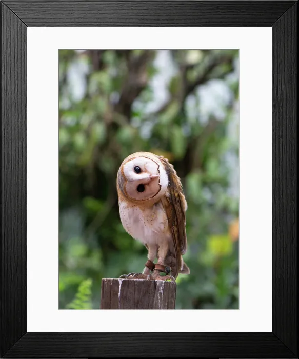 Framed Print : Barn Owl in doubt action Framed Print : Barn Owl in doubt action