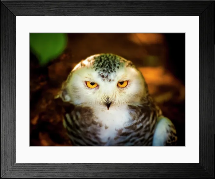 Framed Print : snowy owl eyes looking at camera close up. Bubo scandiacus Framed Print : snowy owl eyes looking at camera close up. Bubo scandiacus