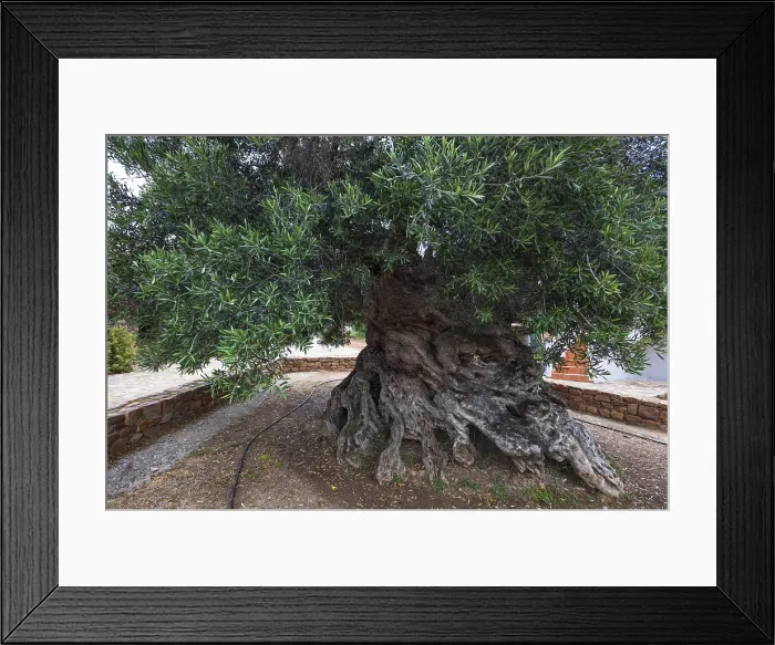 Framed Print : Natural monument, oldest olive tree in the world in the village of Pano Vouves Framed Print : Natural monument, oldest olive tree in the world in the village of Pano Vouves