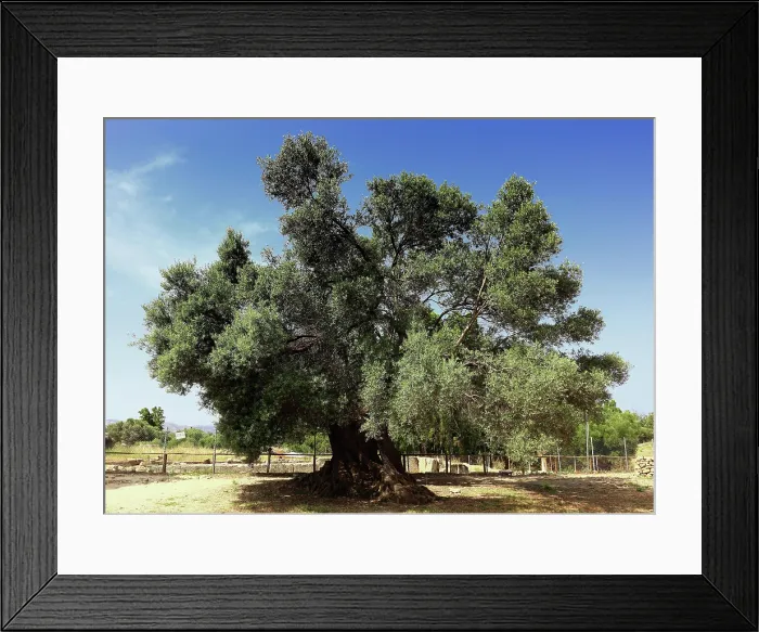 Framed Print : Single olive tree, Crete, Greece Framed Print : Single olive tree, Crete, Greece