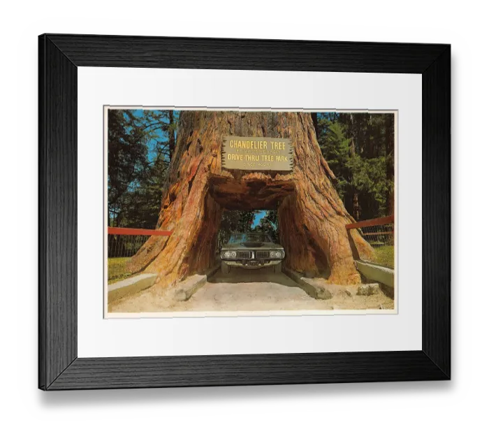 Framed Print : Vintage souvenir postcard, Chandelier Drive-Through Redwood Tree, Humboldt County, California, 1984 Framed Print : Vintage souvenir postcard, Chandelier Drive-Through Redwood Tree, Humboldt County, California, 1984