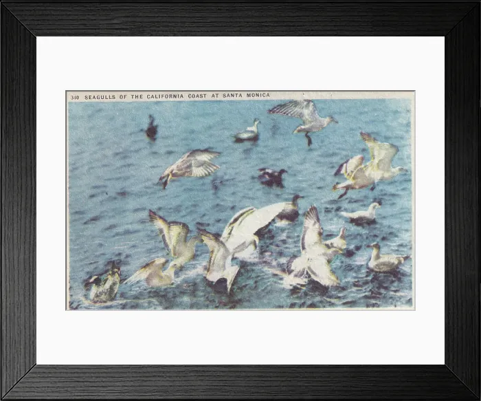 Framed Print : Souvenir postcard, Seagulls, Santa Monica, California series, 1947 Framed Print : Souvenir postcard, Seagulls, Santa Monica, California series, 1947
