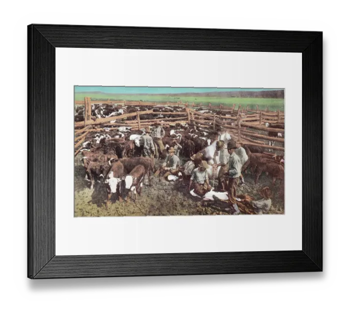 Framed Print : Vintage souvenir postcard, Cowboys Branding Cattle, Cowboy and Indian Life of the Great West series, ca 1942