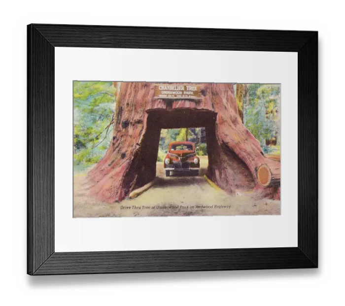 Framed Print : Vintage souvenir postcard, Drive Thru Tree, Greetings from the Redwood Highway series, ca 1942 Framed Print : Vintage souvenir postcard, Drive Thru Tree, Greetings from the Redwood Highway series, ca 1942