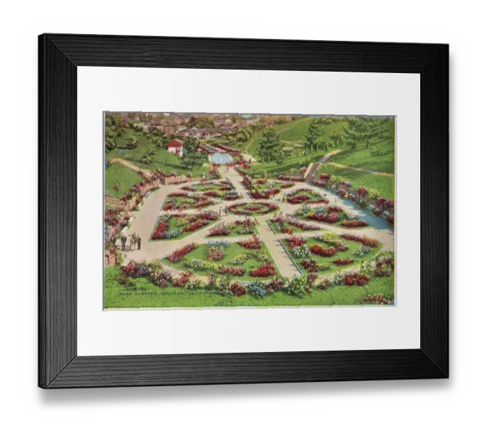 Framed Print : Vintage souvenir postcard, Morcom Rose Garden, Oakland, ca 1941 Framed Print : Vintage souvenir postcard, Morcom Rose Garden, Oakland, ca 1941