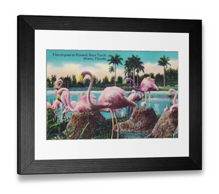 Framed Print : Vintage souvenir postcard, Hialeah Park Race Track, Florida, ca 1930s Framed Print : Vintage souvenir postcard, Hialeah Park Race Track, Florida, ca 1930s