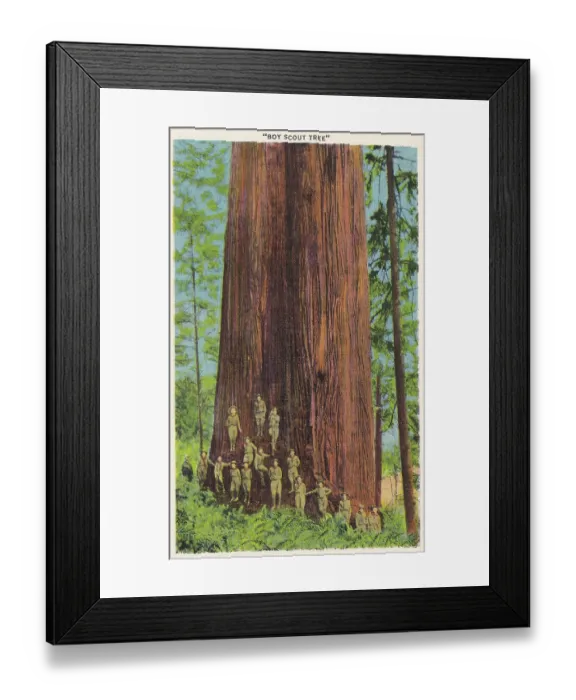 Framed Print : Vintage souvenir postcard, Boy Scout Redwood Tree Park, Redwood Highway Souvenir Views series, ca 1921 Framed Print : Vintage souvenir postcard, Boy Scout Redwood Tree Park, Redwood Highway Souvenir Views series, ca 1921