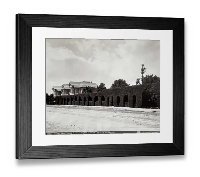 Framed Print : Botanical Study, Cypress Hedge, Barclay Place, Los Angeles, California, ca 1901 Framed Print : Botanical Study, Cypress Hedge, Barclay Place, Los Angeles, California, ca 1901
