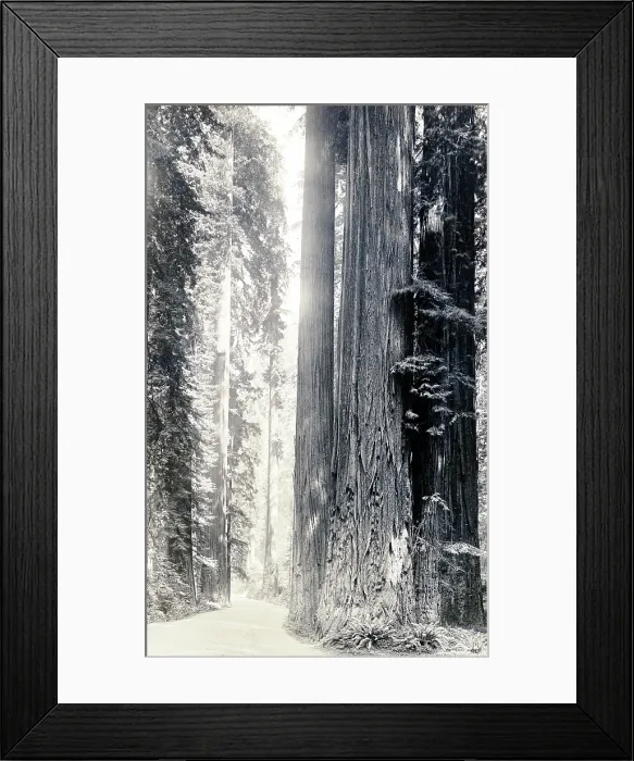 Framed Print : Vintage photo, Redwood Highway, Humboldt County, California, 1915, Hupa, Humboldt County, California, 1922 Framed Print : Vintage photo, Redwood Highway, Humboldt County, California, 1915, Hupa, Humboldt County, California, 1922