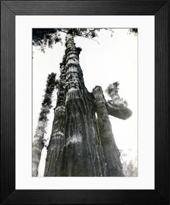 Framed Print : Vintage photo, Redwood Highway, Humboldt County, California, 1912 Framed Print : Vintage photo, Redwood Highway, Humboldt County, California, 1912