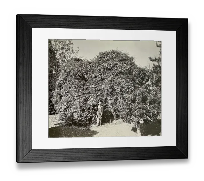 Framed Print : Colonel Rust with his rose species, Gold of Ophir, ca. 1895 Framed Print : Colonel Rust with his rose species, Gold of Ophir, ca. 1895