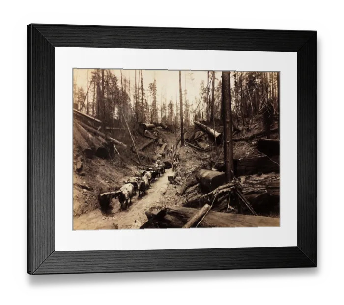 Framed Print : Logging with oxen, Humboldt County, California, circa 1890s Framed Print : Logging with oxen, Humboldt County, California, circa 1890s