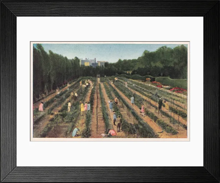 Framed Print : Color postcard of the Children's Farm Garden in the Brooklyn Botanical Gardens, New York, circa 1920