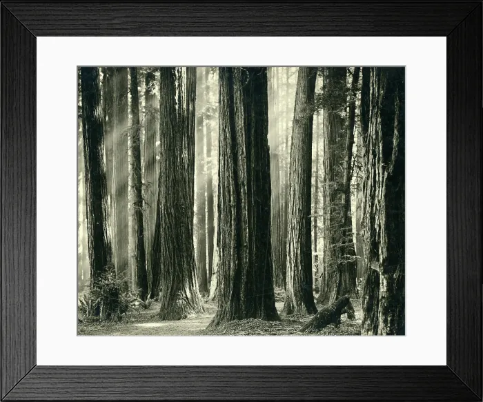 Framed Print : Redwood Highway, Humboldt County, California, circa 1906 Framed Print : Redwood Highway, Humboldt County, California, circa 1906