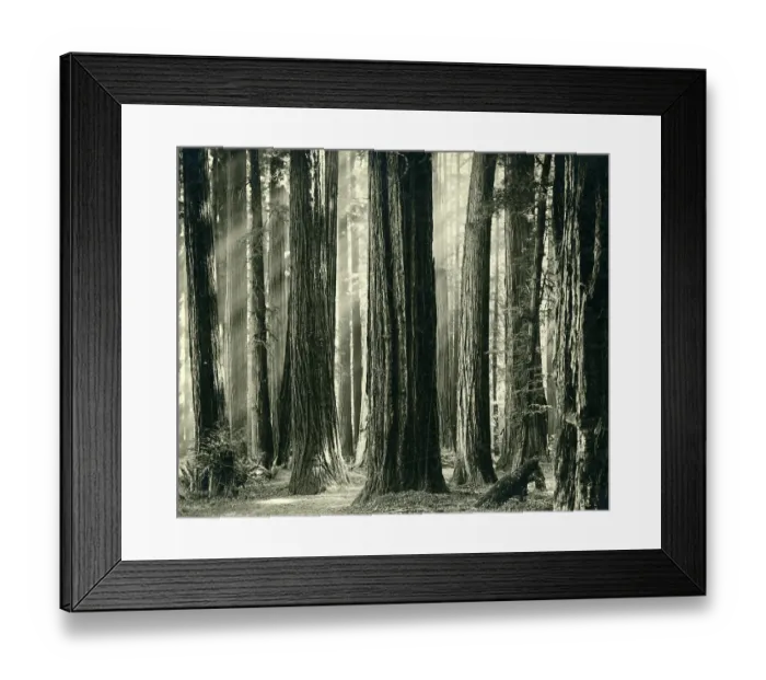 Framed Print : Redwood Highway, Humboldt County, California
