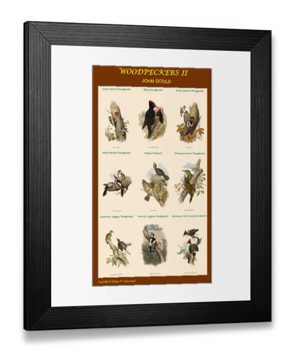 Framed Print : Woodpecker Composite II Framed Print : Woodpecker Composite II