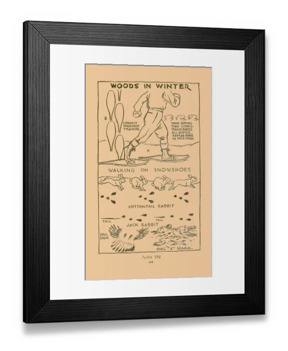 Framed Print : Woods in Winter XI Framed Print : Woods in Winter XI
