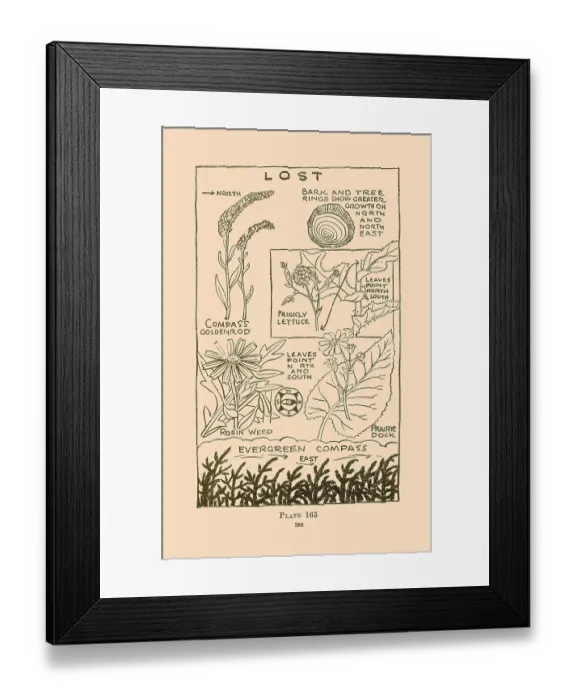 Framed Print : Lost II. Illustrated plate from Wildwood Wisdom by Ellsworth Jaeger Framed Print : Lost II. Illustrated plate from Wildwood Wisdom by Ellsworth Jaeger