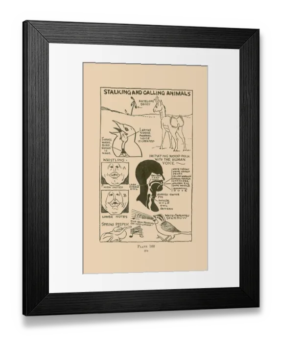 Framed Print : Stalking and Calling Animals IV Framed Print : Stalking and Calling Animals IV