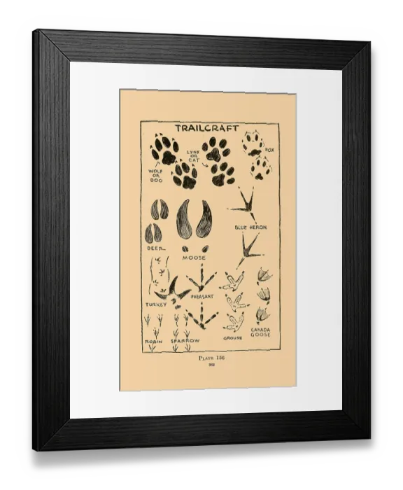 Framed Print : Trailcraft - Prints II Framed Print : Trailcraft - Prints II
