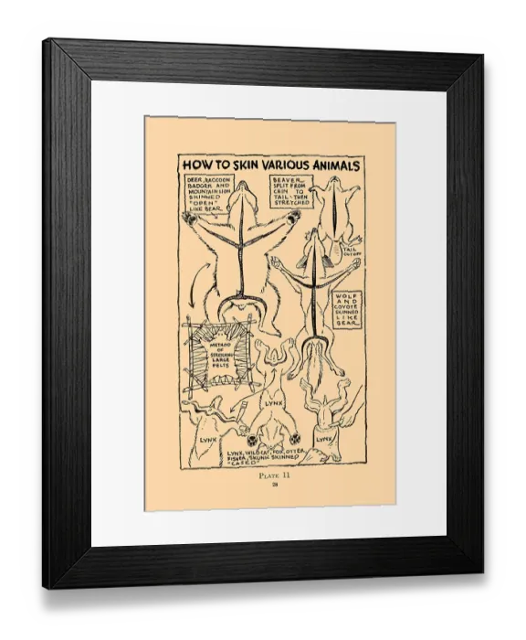 Framed Print : How to Skin Various Animals