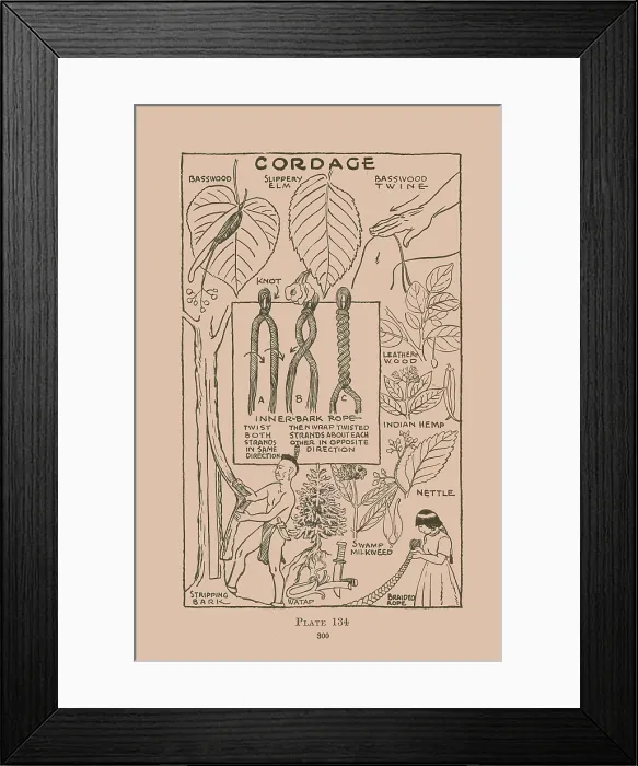 Framed Print : Cordage. Illustrated plate from Wildwood Wisdom by Ellsworth Jaeger