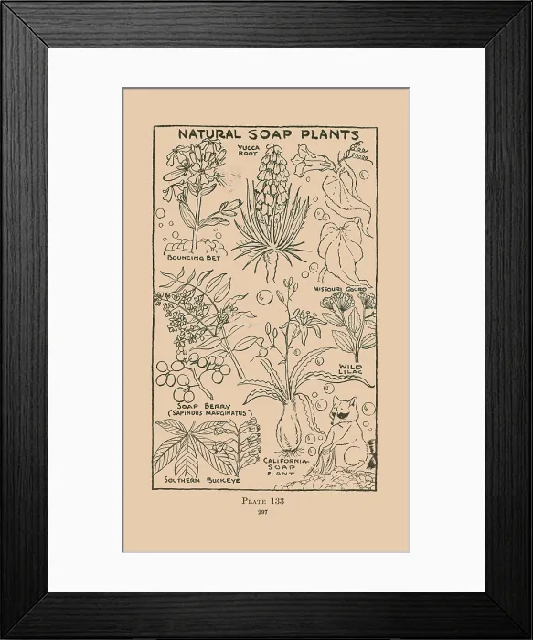 Framed Print : Natural Soap Plants Framed Print : Natural Soap Plants