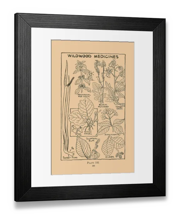 Framed Print : Wildwood Medicines II Framed Print : Wildwood Medicines II