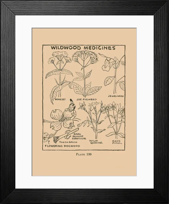 Framed Print : Wildwood Medicines