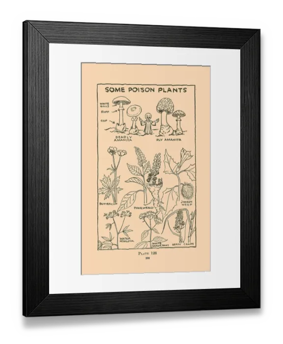 Framed Print : Some Poison Plants Framed Print : Some Poison Plants