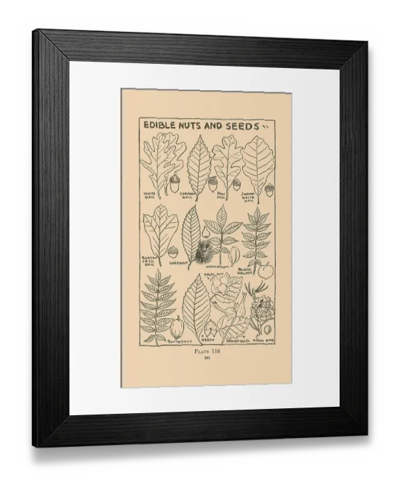 Framed Print : Edible Nuts and Seeds Framed Print : Edible Nuts and Seeds