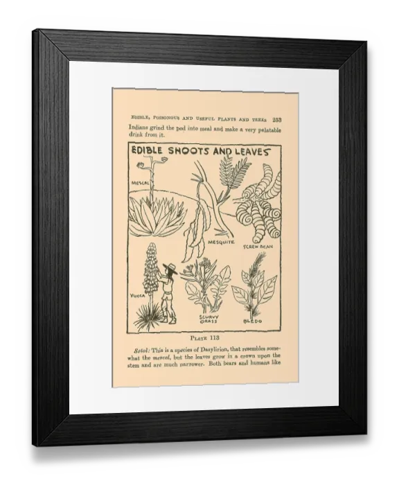 Framed Print : Edible Shoots and Leaves IV Framed Print : Edible Shoots and Leaves IV