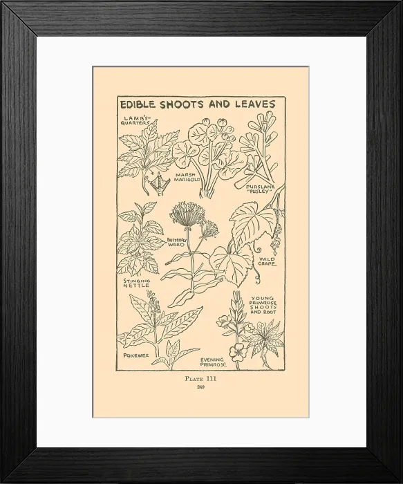 Framed Print : Edible Shoots and Leaves II Framed Print : Edible Shoots and Leaves II