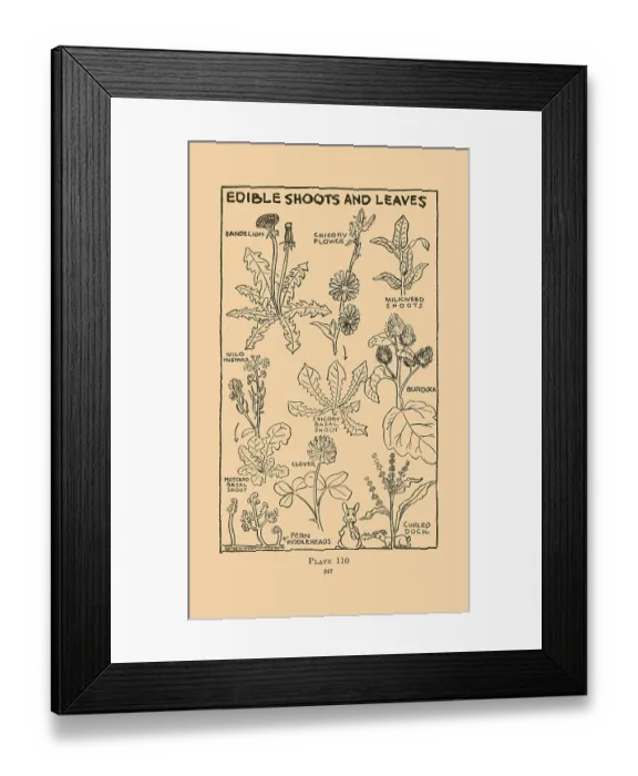 Framed Print : Edible Shoots and Leaves Framed Print : Edible Shoots and Leaves