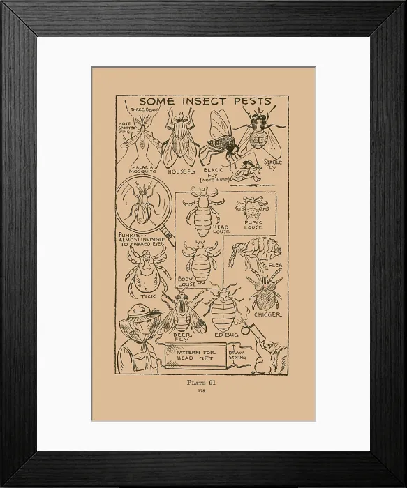 Framed Print : Some Insect Pests Framed Print : Some Insect Pests