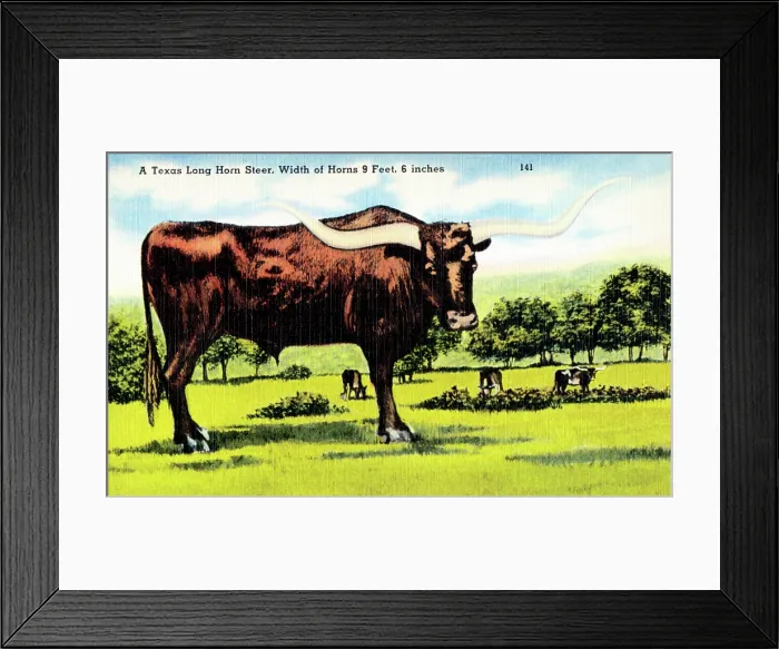 Framed Print : A Texas Long Horn Steer Framed Print : A Texas Long Horn Steer