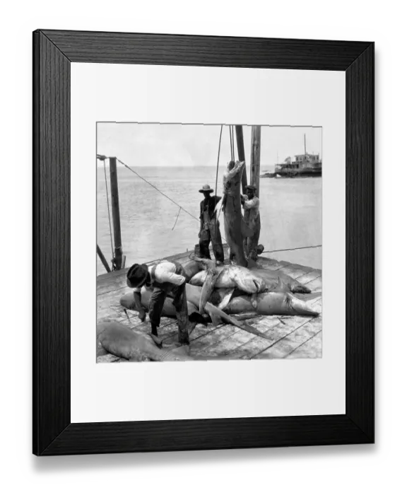 Framed Print : Bringing in Sharks Framed Print : Bringing in Sharks