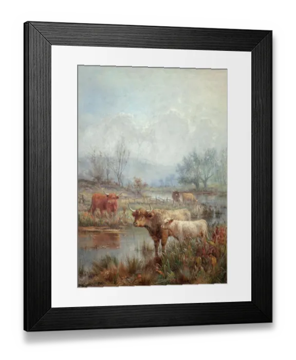 Framed Print : A misty morning, Scotch cattle Framed Print : A misty morning, Scotch cattle