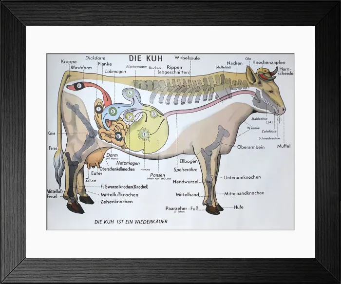 Framed Print : Die Kuh. Germany anatomical chart of the internal organs of a cow Framed Print : Die Kuh. Germany anatomical chart of the internal organs of a cow