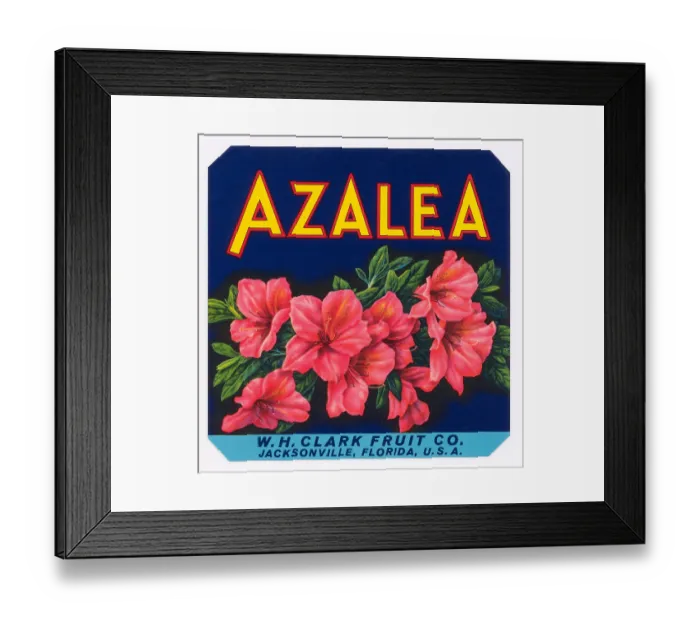 Framed Print : Azalea Brand Framed Print : Azalea Brand