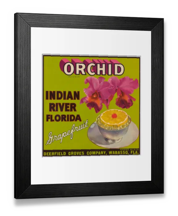 Framed Print : Orchid Grapefruit Framed Print : Orchid Grapefruit